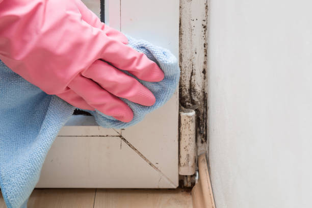 Mold Odor Removal Services in Chesterland, OH